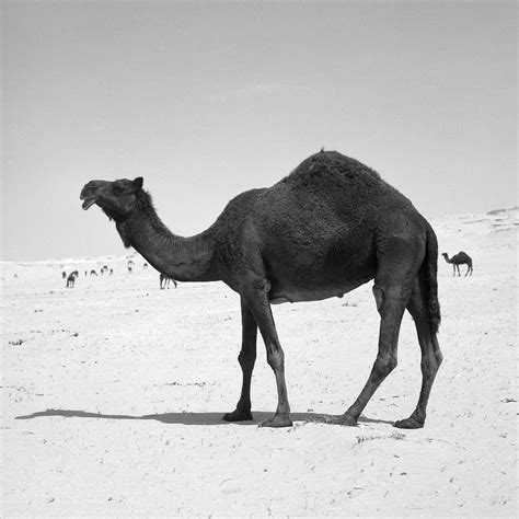 Black Camel Pictures